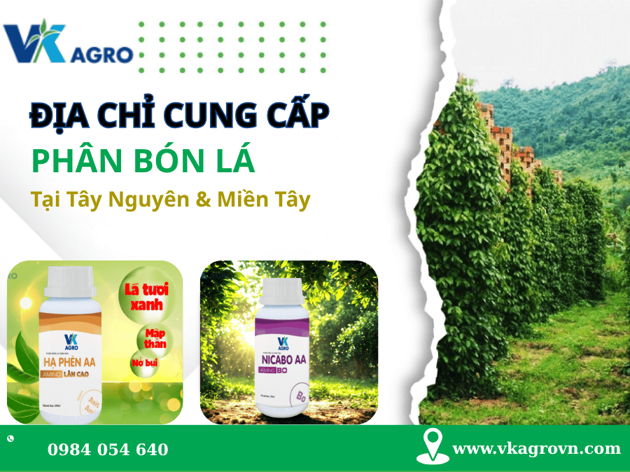 Địa Chỉ Cung Cấp Phân Bón Lá Chính Hãng Tại Tây Nguyên & Miền Tây