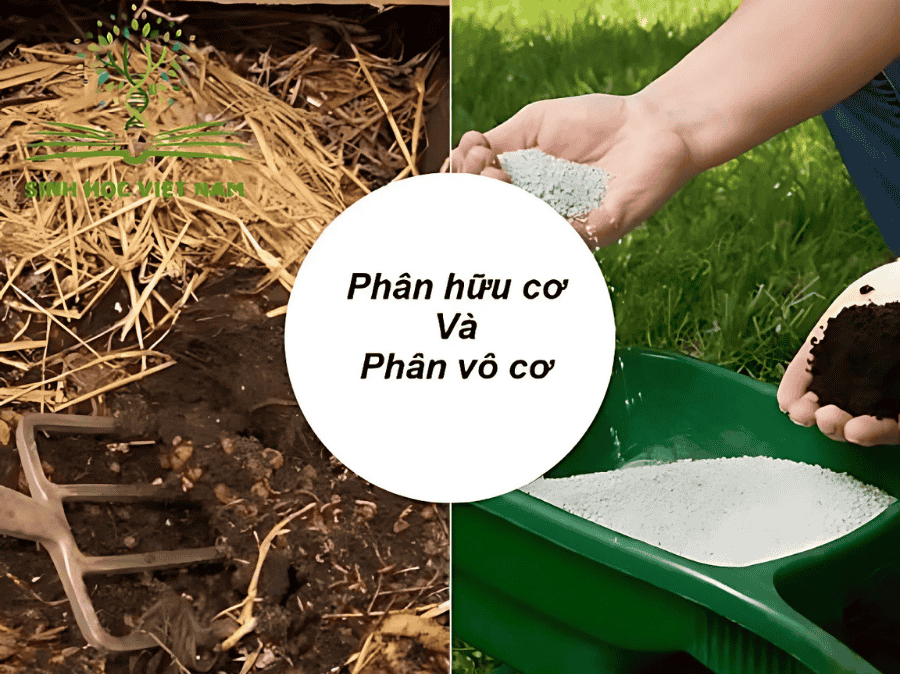 4 Tiêu Chí Kỹ Thuật Bón Phân Hiệu Quả Cho Cây Trồng