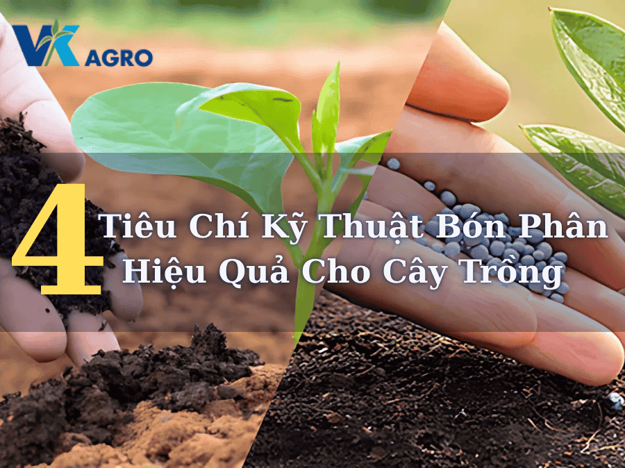 4 Tiêu Chí Kỹ Thuật Bón Phân Hiệu Quả Cho Cây Trồng