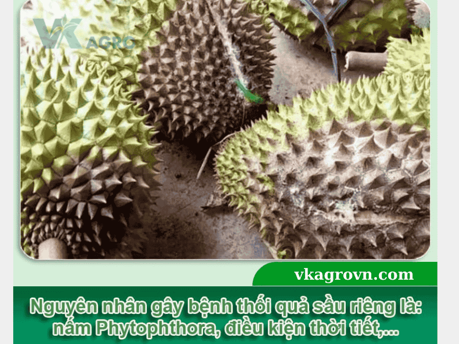 Bệnh Thối Trái Sầu Riêng Nguyên Nhân Và Thuốc đặc Trị mới nhất 2025