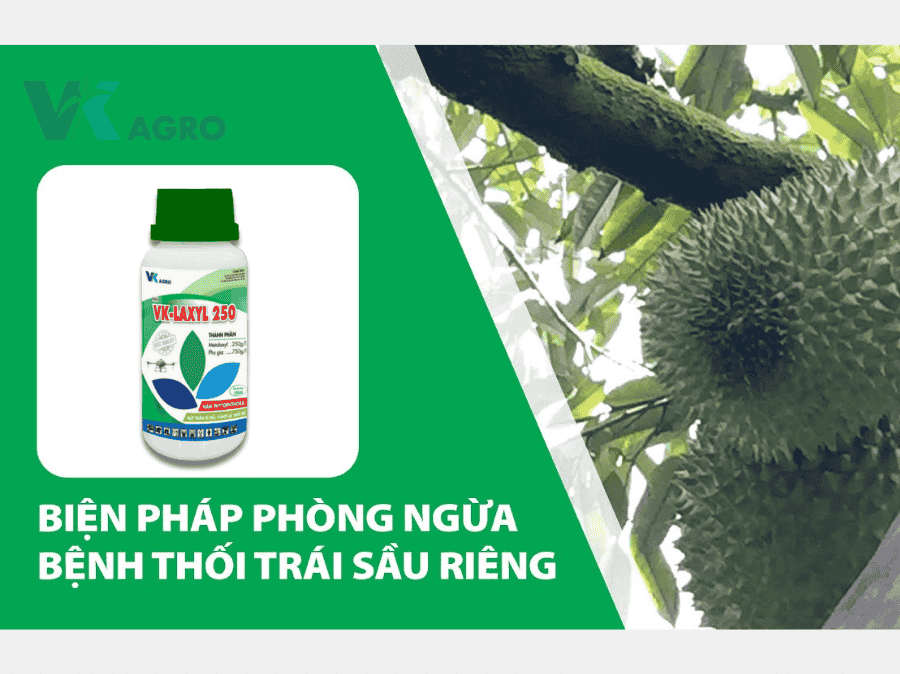 Bệnh Thối Trái Sầu Riêng Nguyên Nhân Và Thuốc đặc Trị mới nhất 2025
