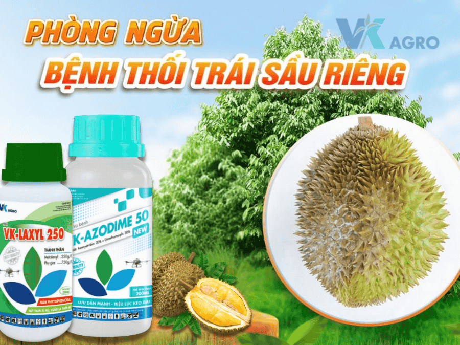 Bệnh Thối Trái Sầu Riêng Nguyên Nhân Và Thuốc đặc Trị mới nhất 2025