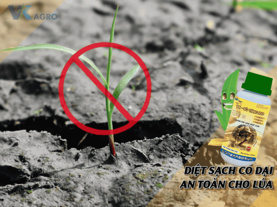Cách Phun Thuốc Cỏ Hậu Nảy Mầm