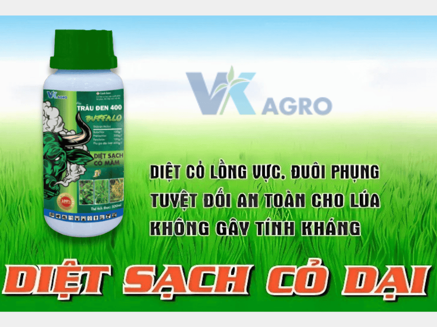 Cách Phun Thuốc Cỏ Tiền Nảy Mầm Cho Lúa Hiệu Quả