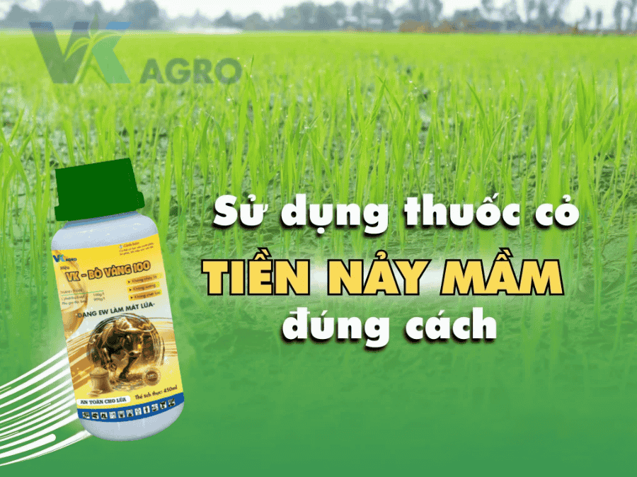 Cách Phun Thuốc Cỏ Tiền Nảy Mầm Cho Lúa Hiệu Quả