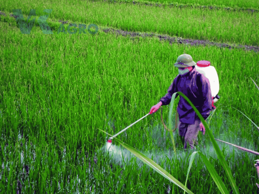 Cách Phun Thuốc Cỏ Tiền Nảy Mầm Cho Lúa Hiệu Quả