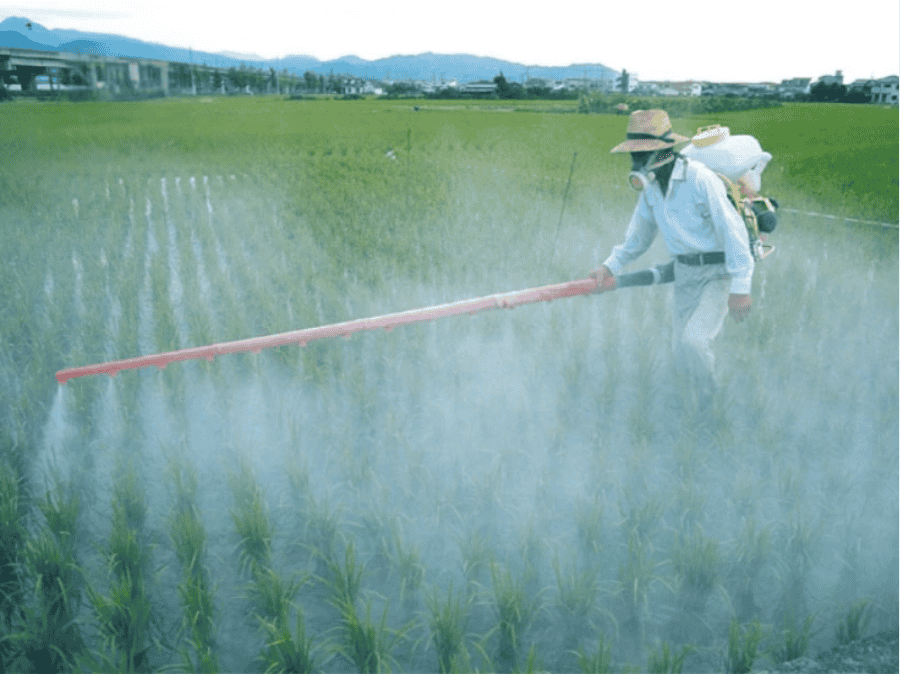 Cách Phun Thuốc Cỏ Tiền Nảy Mầm Cho Lúa Hiệu Quả