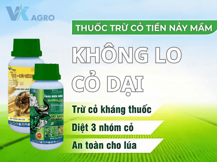 Cách Phun Thuốc Cỏ Tiền Nảy Mầm Cho Lúa Hiệu Quả