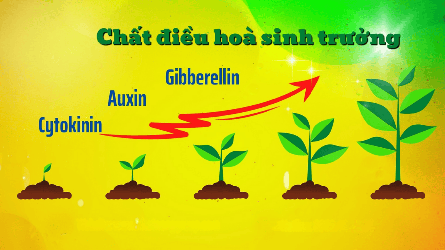 Tác Dụng Của Thuốc Điều Hòa Sinh Trưởng Với Cây Trồng