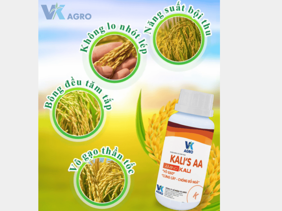 Giai đoạn vô gạo trên lúa 