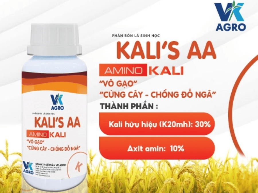 Giai đoạn vô gạo trên lúa 
