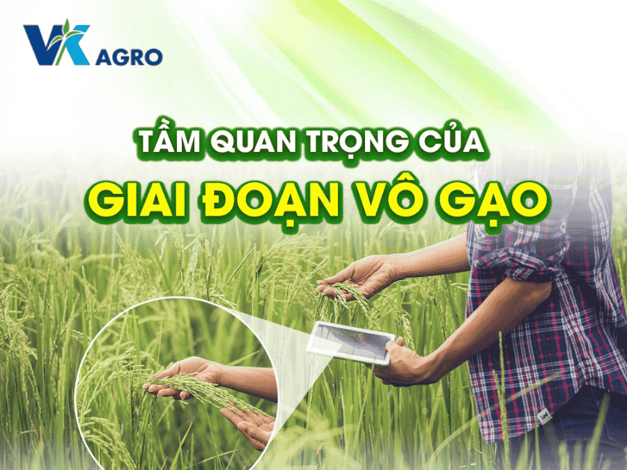 Giai đoạn vô gạo trên lúa 