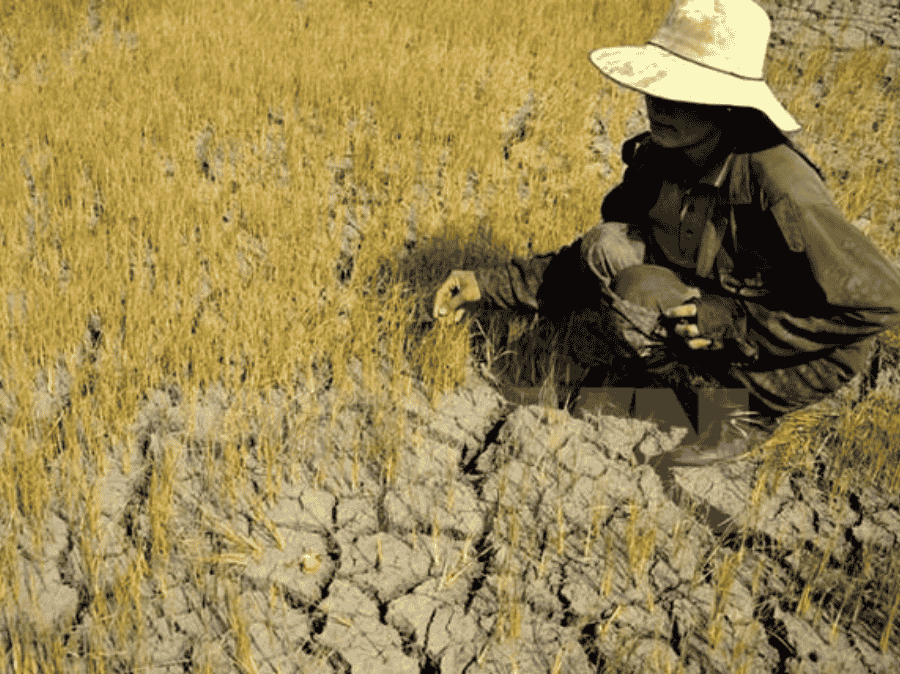 Hạn Bà Chằn Là Gì? Bí Quyết Bảo Vệ Mùa Vụ Hiệu Quả Từ VK Agro