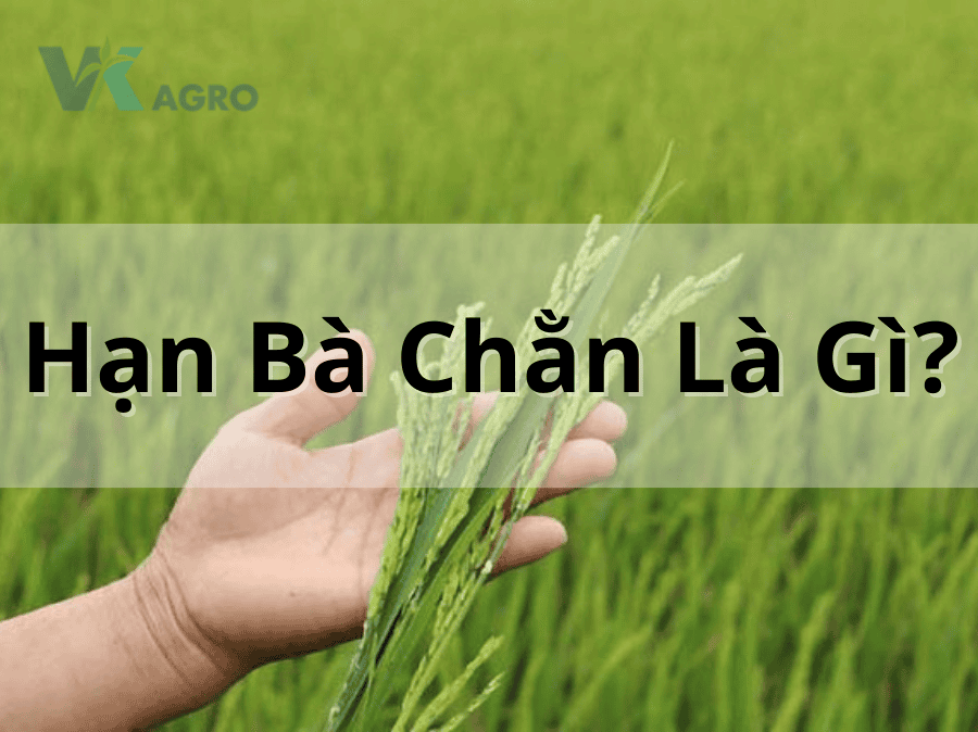 Hạn Bà Chằn Là Gì? Bí Quyết Bảo Vệ Mùa Vụ Hiệu Quả Từ VK Agro