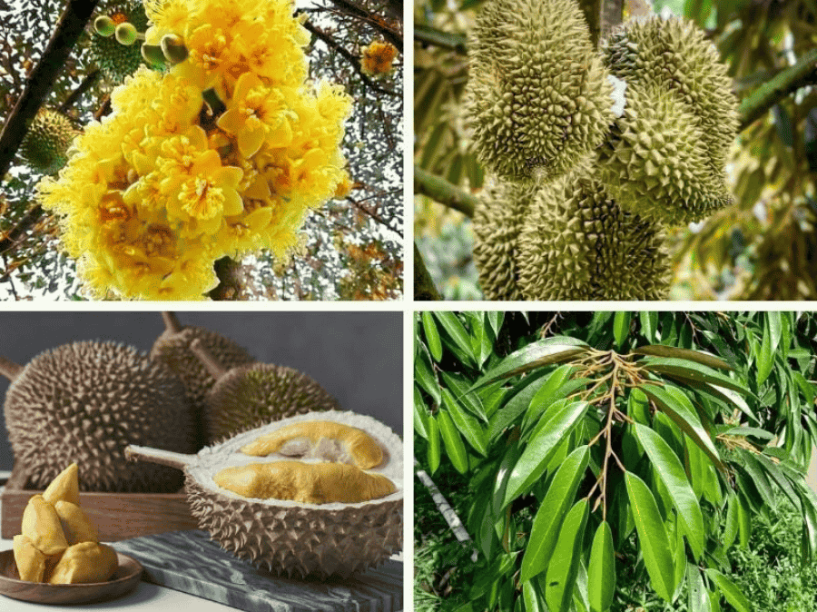 Chọn Giống Sầu Riêng Chất Lượng