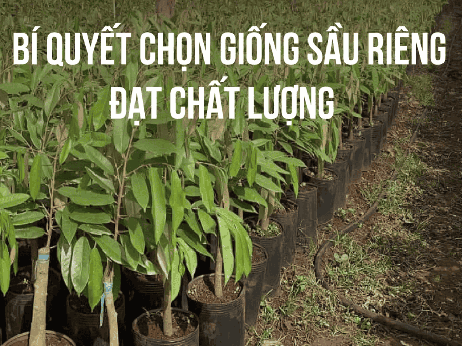 Kỹ Thuật Canh Tác Sầu Riêng