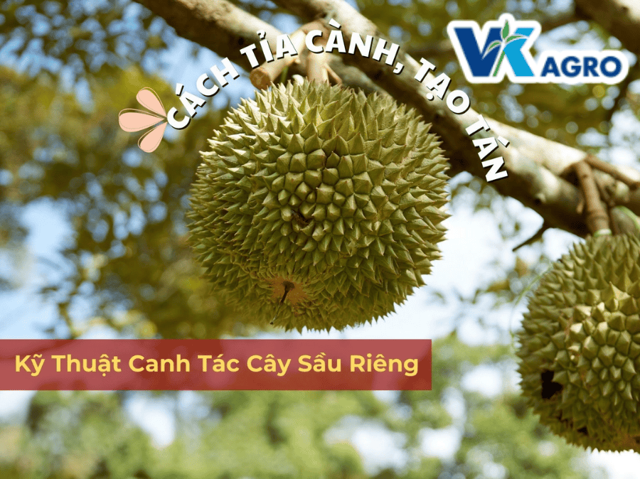 Kỹ Thuật Canh Tác Sầu Riêng