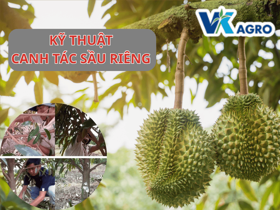 Kỹ Thuật Canh Tác Sầu Riêng