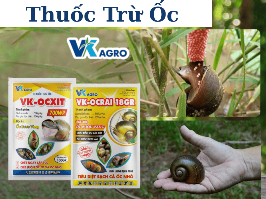 Kinh nghiệm chọn thuốc diệt ốc an toàn, hiệu quả cho cây trồng