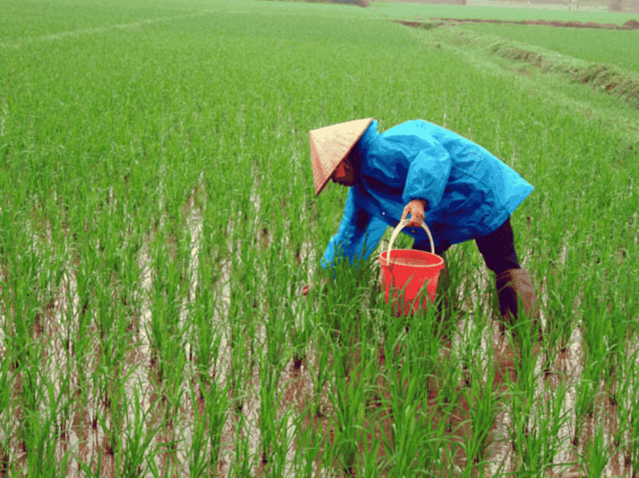 Kinh nghiệm chọn thuốc diệt ốc an toàn, hiệu quả cho cây trồng