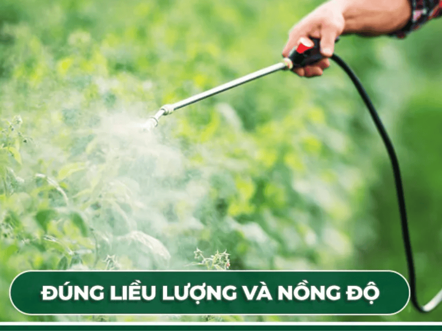 Lưu ý khi sử dụng thuốc trư sâu để đạt hiệu quả cao nhất