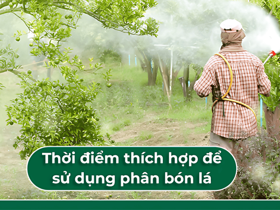 MỘT SỐ LƯU Ý KHI DÙNG PHÂN BÓN LÁ MỚI NHẤT 2025