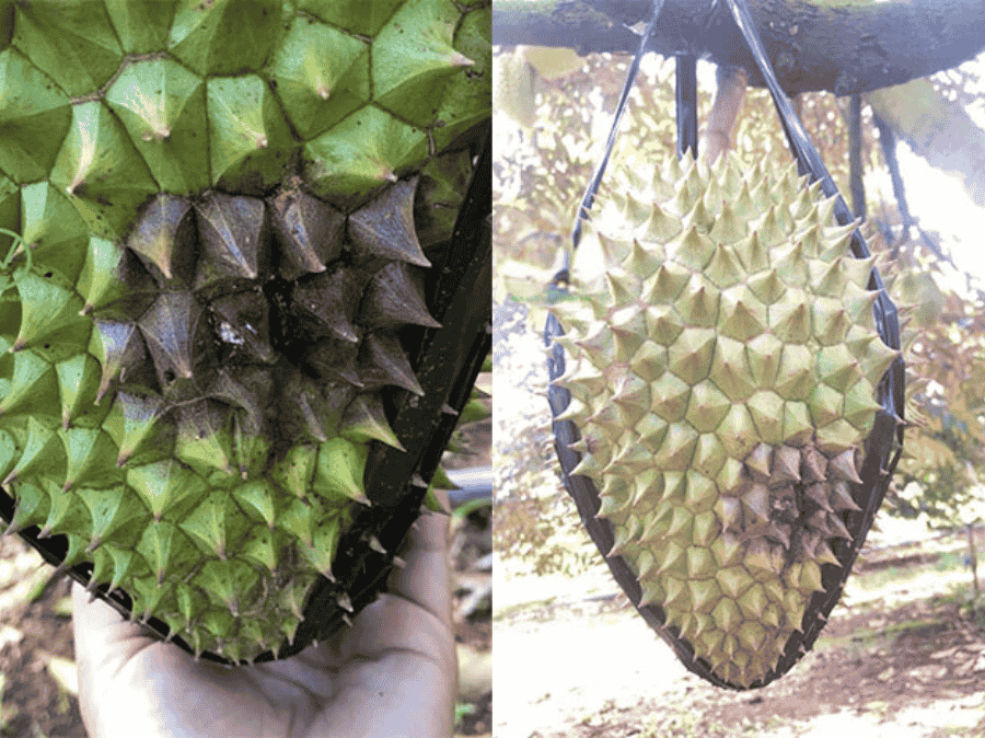 Triệu chứng nhận biết nấm Phytophthora