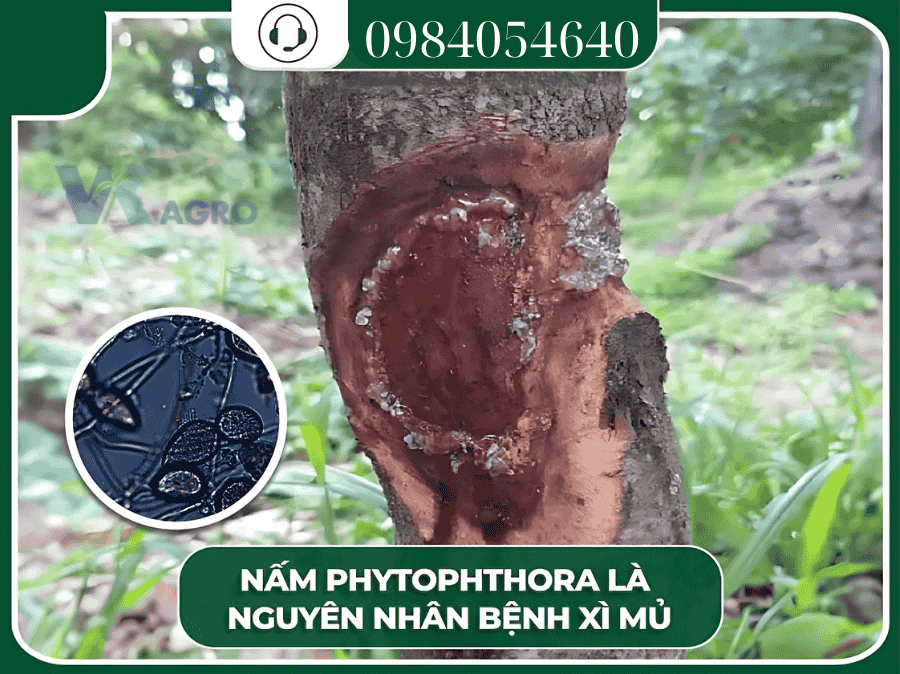 Biện pháp phòng ngừa nấm Phytophthora