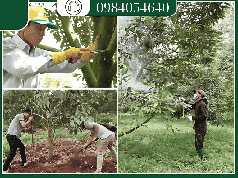 Biện pháp phòng ngừa nấm Phytophthora