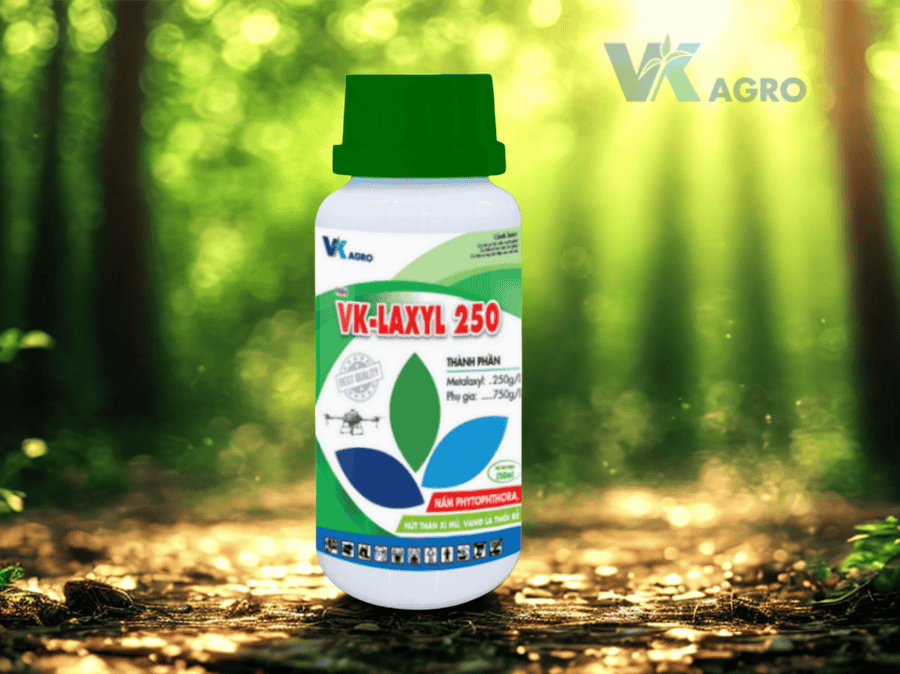 Nấm Phytophthora là gì? Biện pháp phòng trừ hiệu quả mới nhất 2025