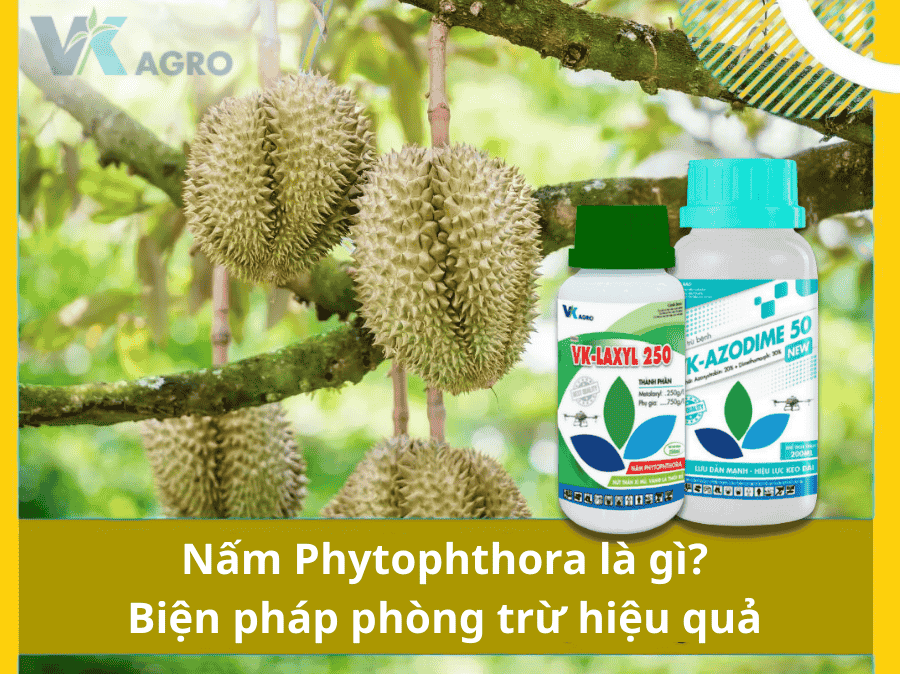 Nấm Phytophthora là gì? Biện pháp phòng trừ hiệu quả mới nhất 2025