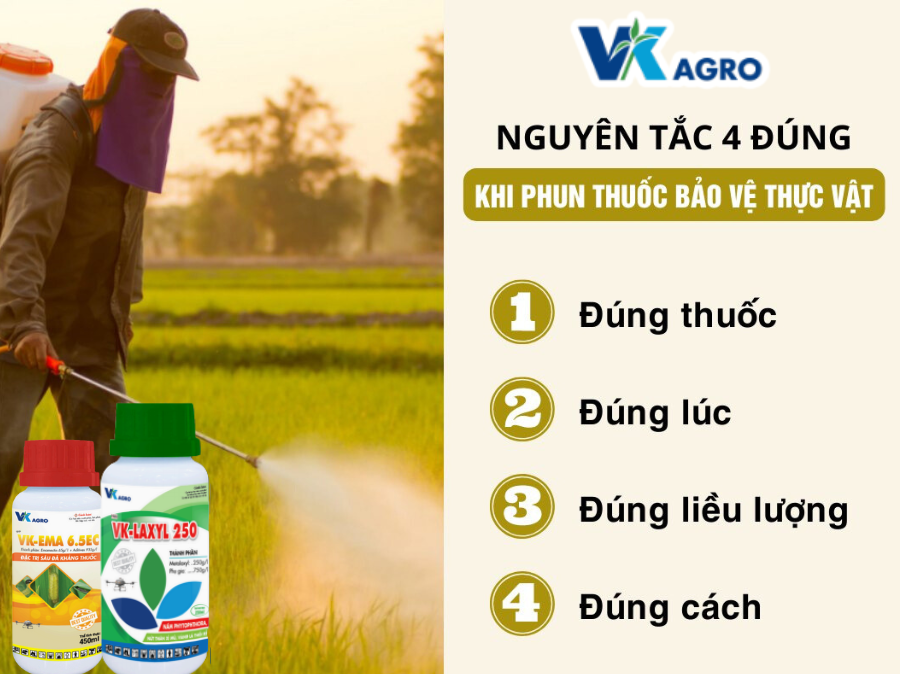Nguyên tắc 4 đúng trong sử dụng thuốc BVTV 2025
