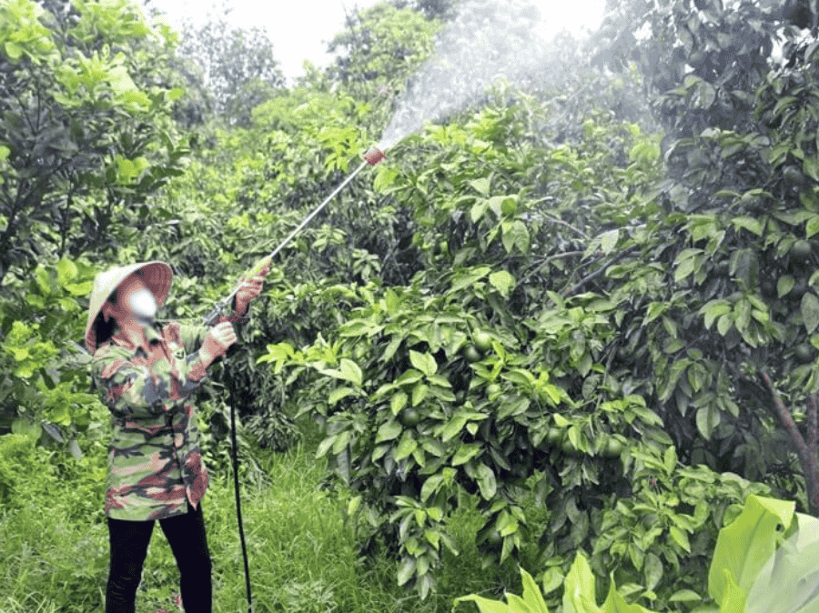 Phân Bón Lá Cho Cây Ăn Trái – Bí Quyết Cây Xanh Tốt