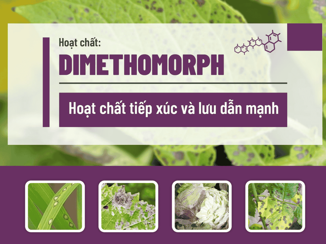 Tác Dụng Nổi Bật Của Dimethomorph