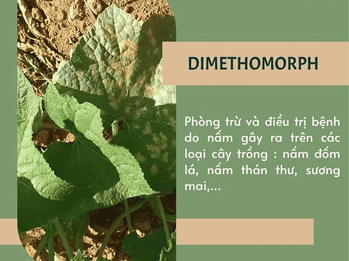 Tác Dụng Nổi Bật Của Dimethomorph