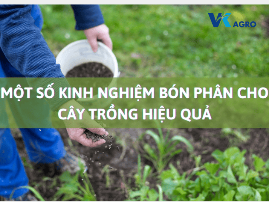 kinh nghiệm bón phân cho cây trồng