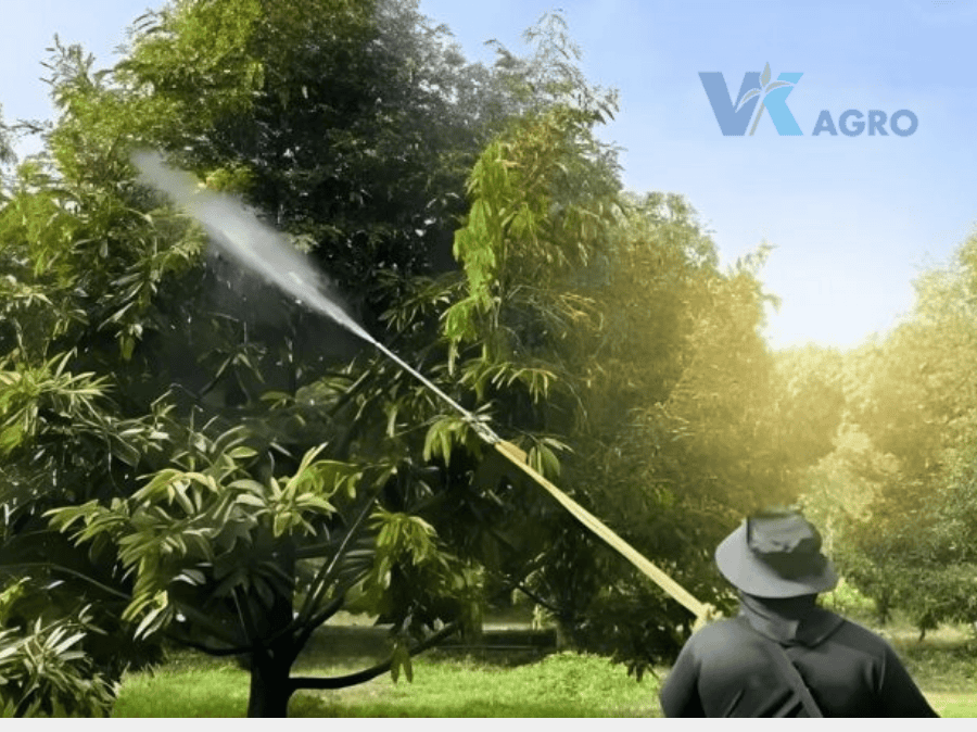Thời điểm phun thuốc trừ bệnh cho cây ăn trái
