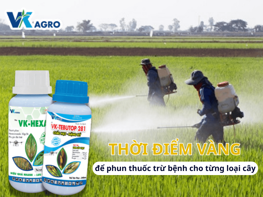 Thời điểm vàng để phun thuốc trừ bệnh cho từng loại cây