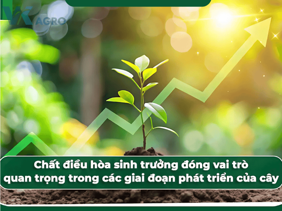 Thuốc Điều Hòa Sinh Trưởng Là Gì Có Nên Dùng Cho Cây Trồng Không