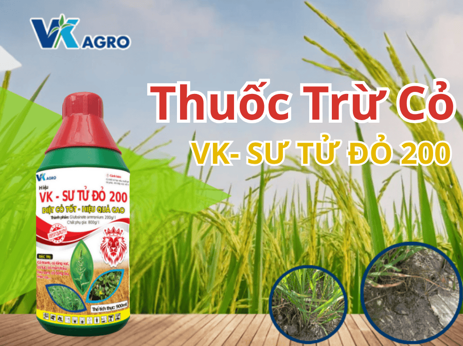 VK- SƯ TỬ ĐỎ 200