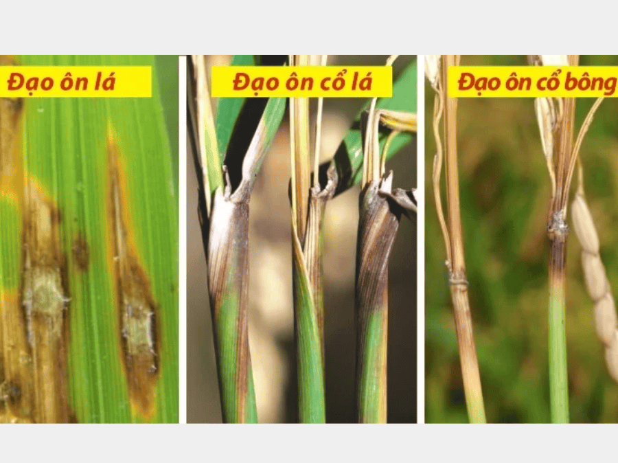 Thuốc Trị Bệnh Đạo Ôn Hiệu Quả Nhất 2025