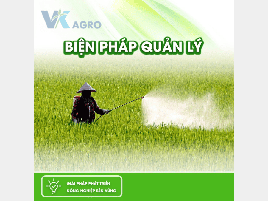 Thuốc Trị Bệnh Đạo Ôn Hiệu Quả Nhất 2025