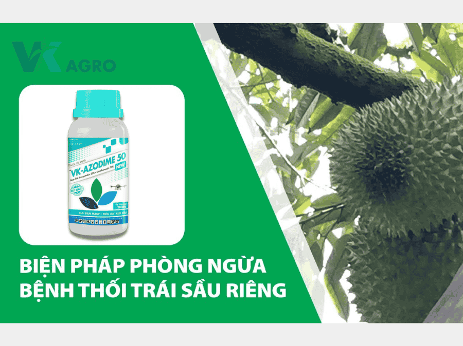 Bệnh Thối Trái Sầu Riêng Nguyên Nhân Và Thuốc đặc Trị mới nhất 2025