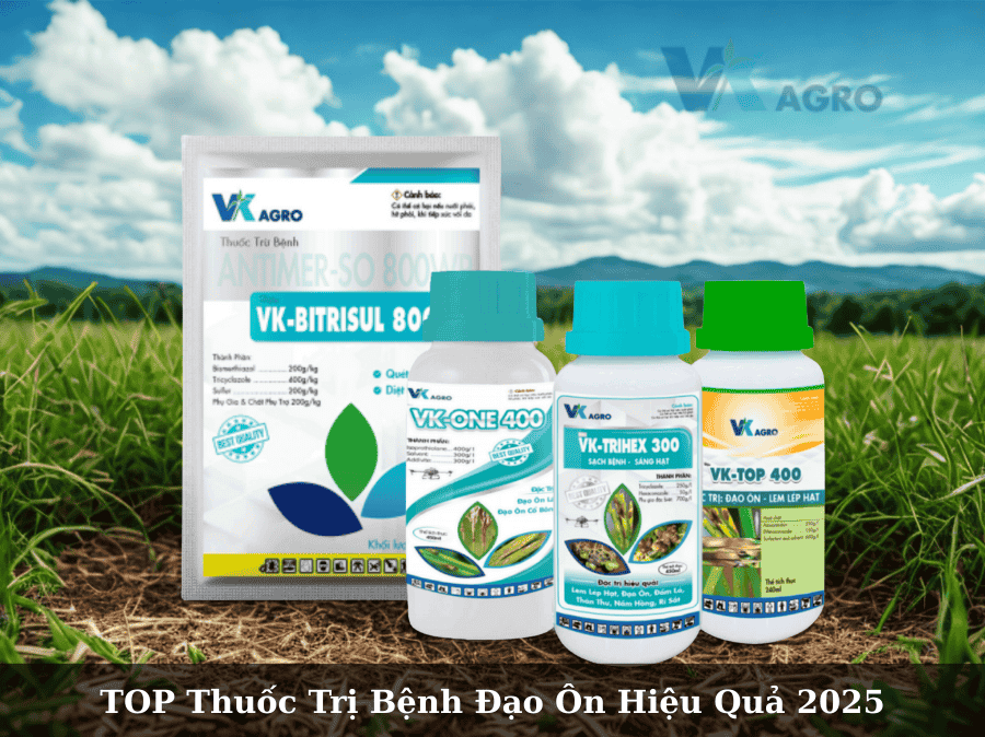 Thuốc Trị Bệnh Đạo Ôn Hiệu Quả Nhất 2025