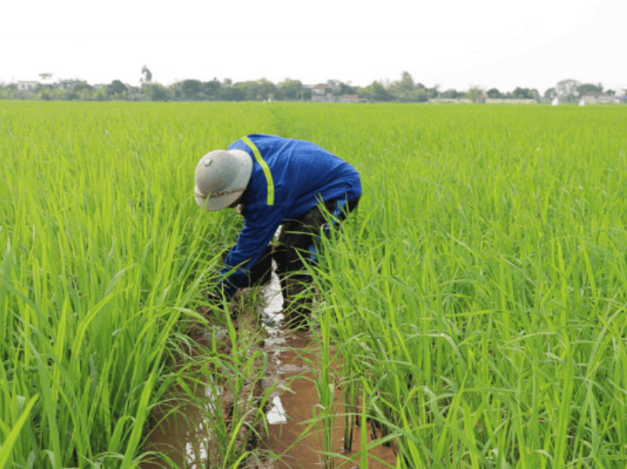 Thuốc Trừ Ốc – Dấu Hiệu Ruộng Lúa Bị Ốc Phá Hại Và Cách Xử Lý