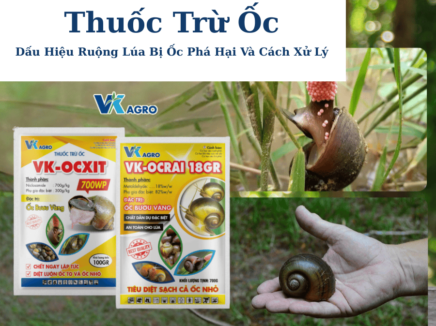 Thuốc Trừ Ốc – Dấu Hiệu Ruộng Lúa Bị Ốc Phá Hại Và Cách Xử Lý