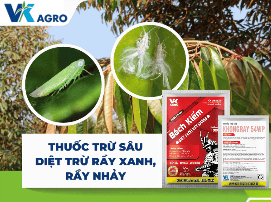 Thuốc trừ sâu đặc trị rầy cho sầu riêng & cây ăn trái 2025