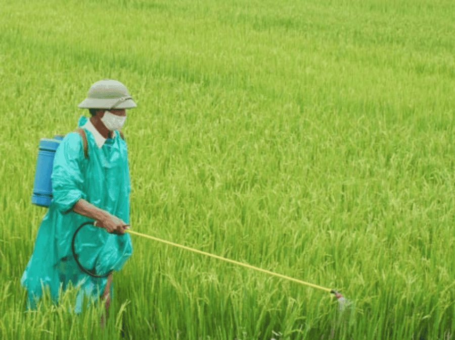 Thuốc trừ sâu cho lúa