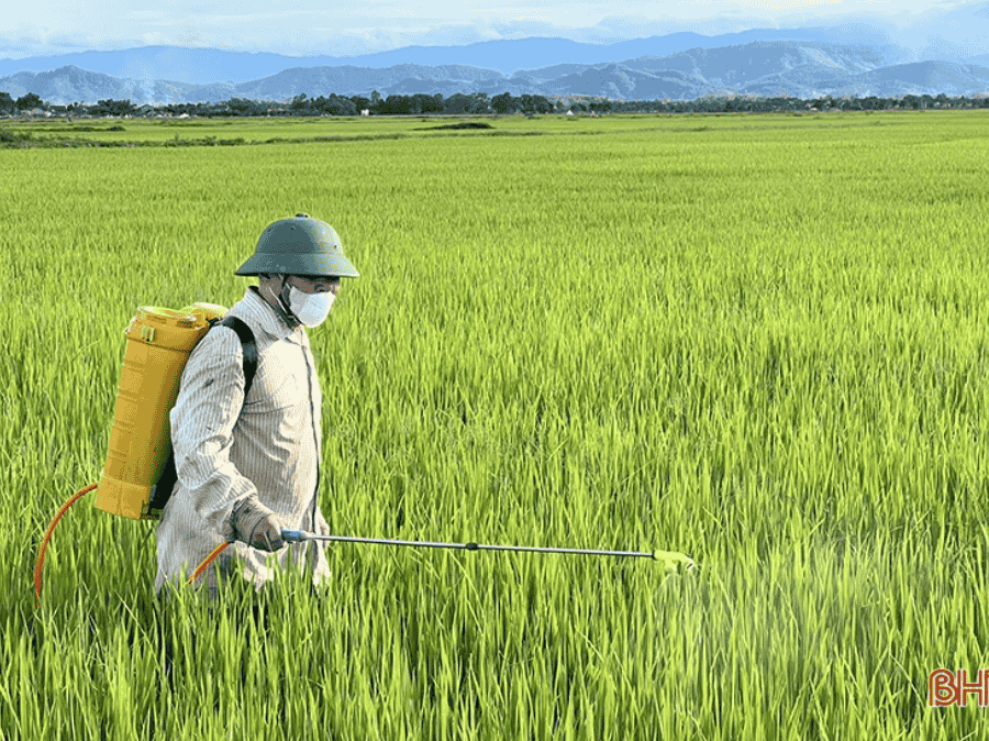 Thuốc trừ sâu cho lúa