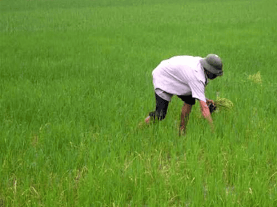Thuốc trừ sâu cho lúa